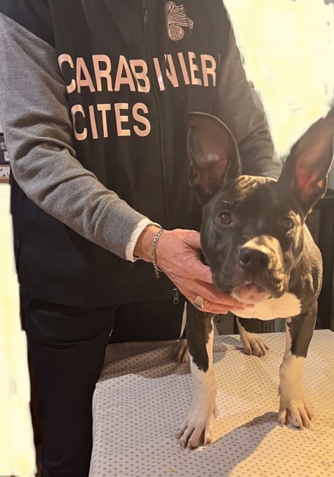Controlli su quattro allevamenti di cani, sanzioni per 27mila euro