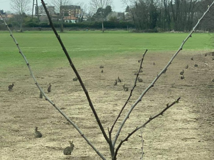 I conigli selvatici sono un problema: il Pam sta cercando la soluzione giusta