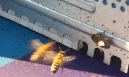 Una nuova area dedicata per lo sviluppo delle api