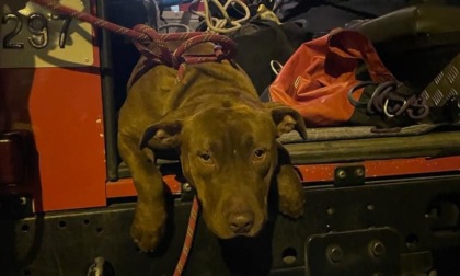 Cane cade nel Canale Villoresi, salvato dai pompieri
