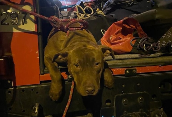 Cane cade nel Canale Villoresi, salvato dai pompieri