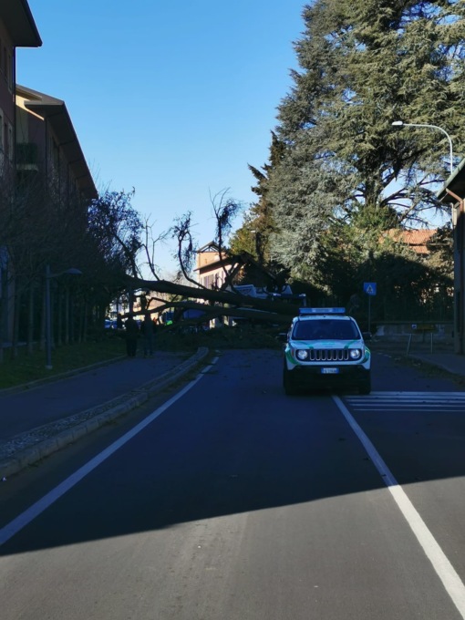 Dairago, albero secolare caduto