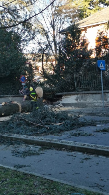 Dairago, albero secolare caduto