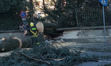 Un albero secolare cade a Dairago: case evacuate