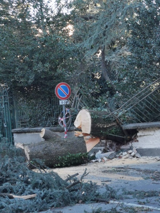 Dairago, albero secolare caduto