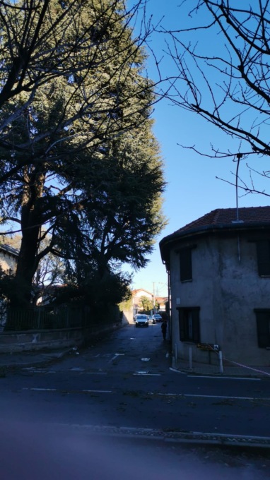 Dairago, albero secolare caduto