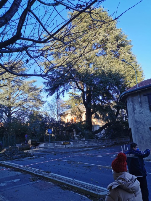 Dairago, albero secolare caduto