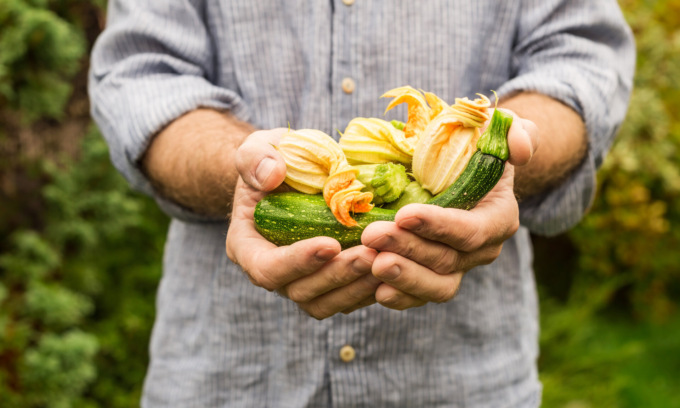 Facciamo l’orto in casa: oggi in regalo le zucchine