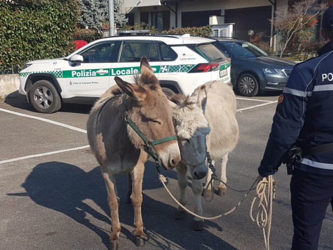 Vagavano spaesate: la Polizia Locale salva due asine che si erano perse