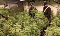 Una serra di marijuana nella sua proprietà: arrestato un pusher