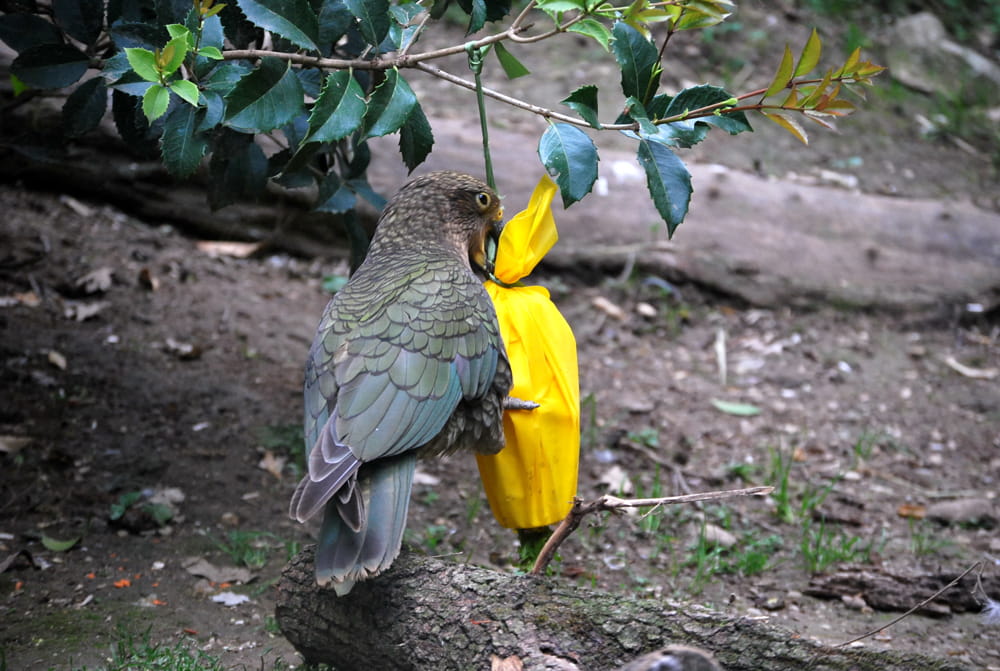 Il-kea-alle-prese-con-un-arricchimento-da-scartare-al-Parco-Natura-Viva
