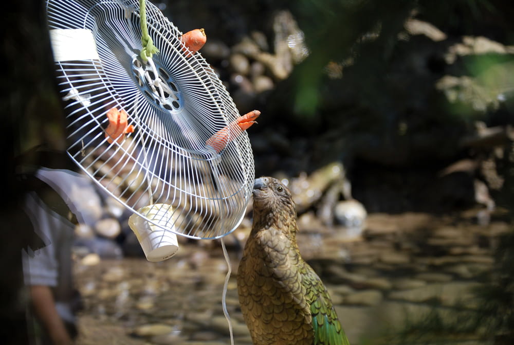 Il-kea-alle-prese-con-un-ventilatore-arricchimento-al-Parco-Natura-Viva