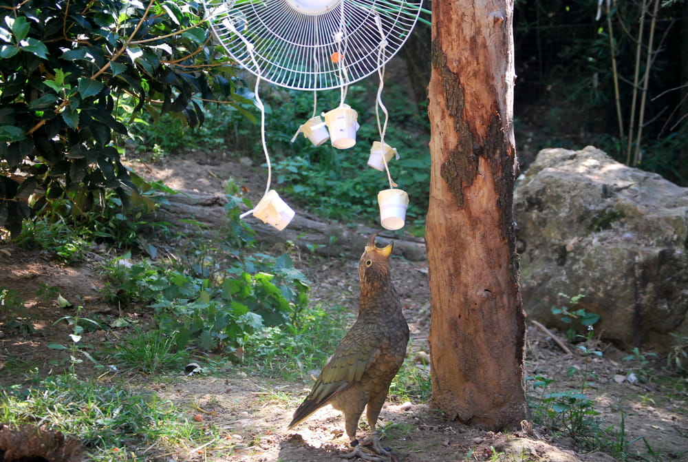 Il-kea-alle-prese-con-un-ventilatore-arricchimento-al-Parco-Natura-Viva_2-1