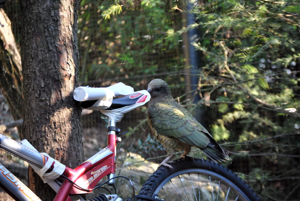Il-kea-alle-prese-con-una-bicicletta-arricchimento-al-Parco-Natura-Viva