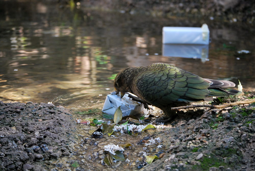 Il-kea-alle-prese-con-una-scatola-da-aprire-al-Parco-Natura-Viva