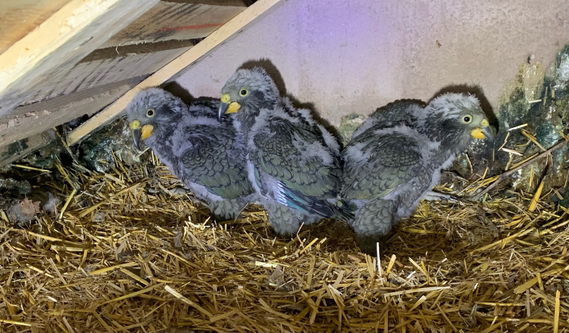 Nestore, il papà che sta allevando gli unici tre pulcini di kea nati in Italia