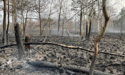 A fuoco 7mila metri quadri del bosco delle Groane