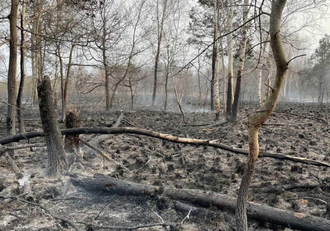 A fuoco 7mila metri quadri del bosco delle Groane