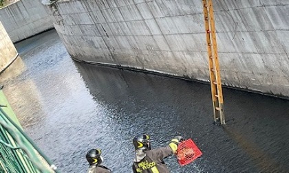 Pompieri al lavoro in via Muratori per salvare un gatto finito nel torrente Lura