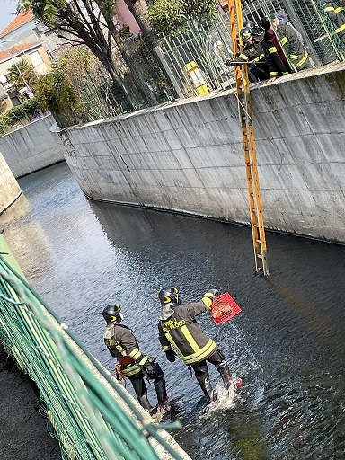 Pompieri al lavoro in via Muratori per salvare un gatto finito nel torrente Lura