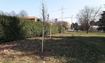 Decine di nuovi alberi grazie all'associazione Gentile