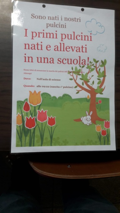 Cinque pulcini nati a scuola