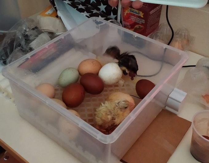 Cinque pulcini nati a scuola