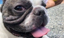 Lino, il bulldog francese uscito per una passeggiata e morto poche ore dopo