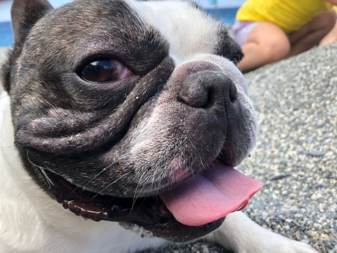 Lino, il bulldog francese uscito per una passeggiata e morto poche ore dopo
