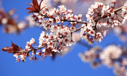 Il 16 aprile torna la "Festa di primavera"