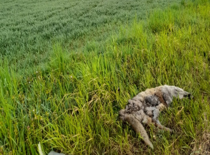 Volpe ritrovata senza vita a bordo strada