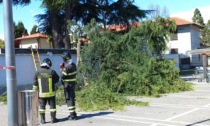 Vento forte: grossi rami caduti a terra