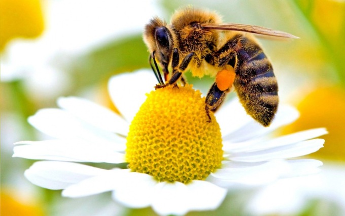 A scuola di biodiversità nel Bosco delle api