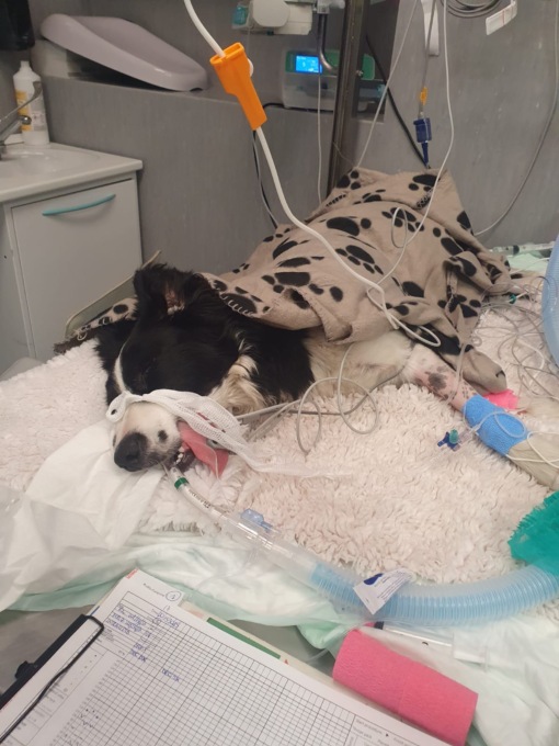 Bocconi avvelenati in giardino, cane salvo per un soffio