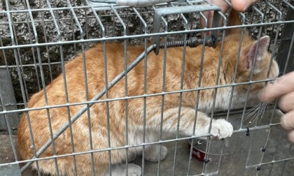 Gatto sparito da un mese, ritrovato e salvato dai pompieri