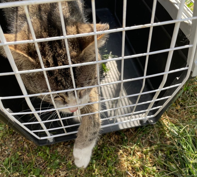 Gatto su un albero di 12 metri, salvato dai pompieri