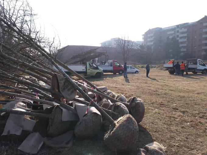 Manutenzione del verde: in arrivo nuovi alberi, monitoraggio delle piante a rischio