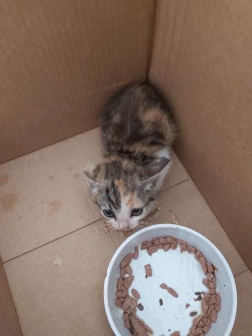 Sente miagolare dall’auto e scopre un gatto incastrato nel motore