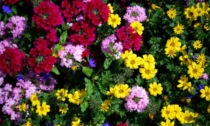 In regalo con Settegiorni i semi di coloratissimi Fiori d'estate