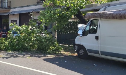 Venditore ambulante finisce col furgone contro un albero