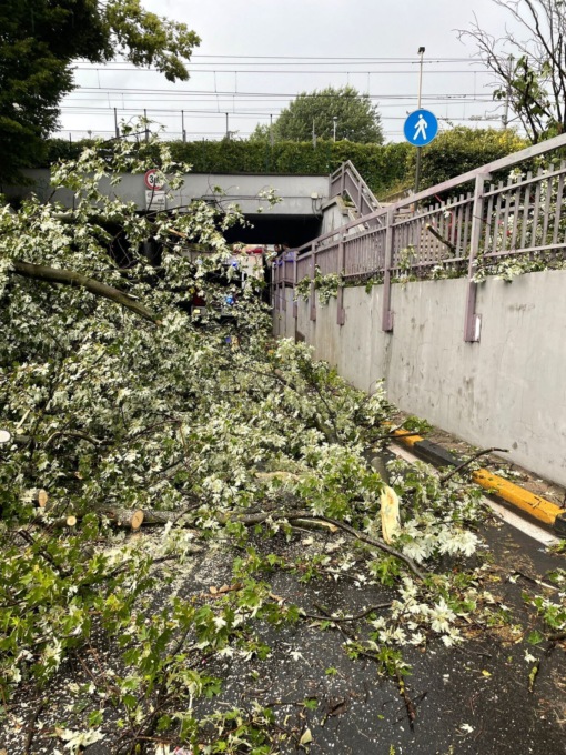 Albero cade sulla strada bloccando la circolazione