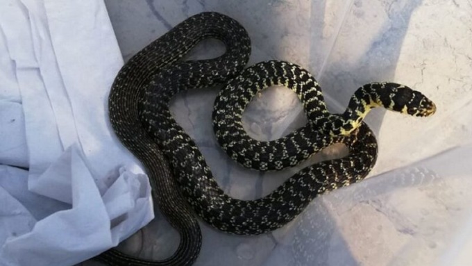 Morso da un serpente in discarica
