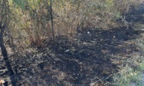Incendio nel bosco, distrutti 1000 metri quadrati