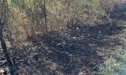 Incendio nel bosco, distrutti 1000 metri quadrati