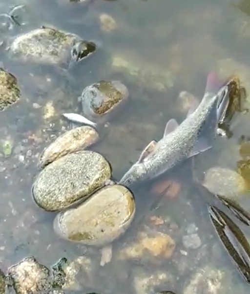 Acqua nera e puzzolente e pesci morti