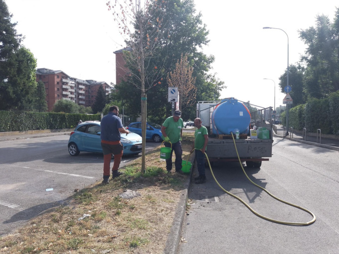 Platani assetati: intervento speciale per innaffiarli