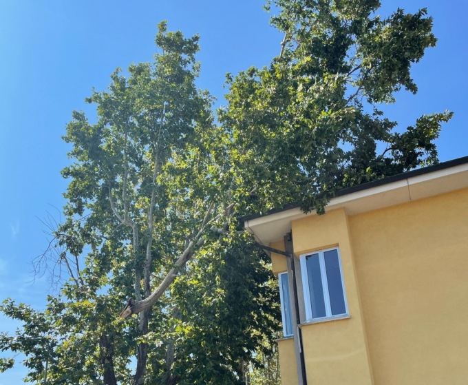 Albero cade sul tetto della scuola
