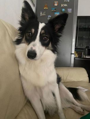 Altri cani avvelenati, la Lega chiede spiegazioni e immediati interventi alla giunta