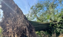 Tetti e alberi caduti sulle strade: i danni del maltempo