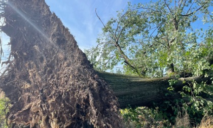 Tetti e alberi caduti sulle strade: i danni del maltempo